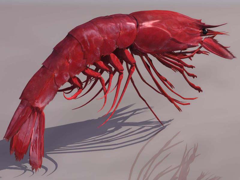 Big lobster 3D model download
